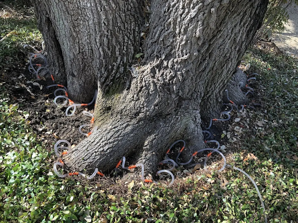 Detailed Tree Cabling and Bracing job site in Robbins