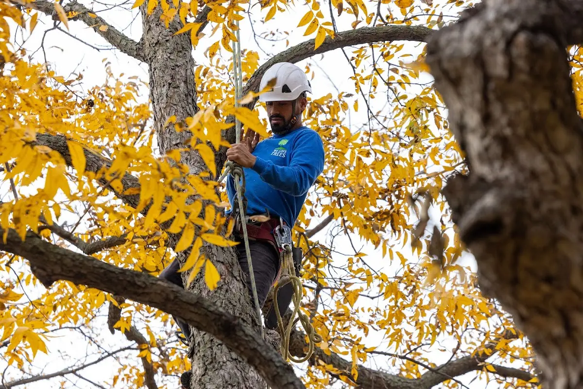 Skilled Dead Tree Removal crew working in Robbins
