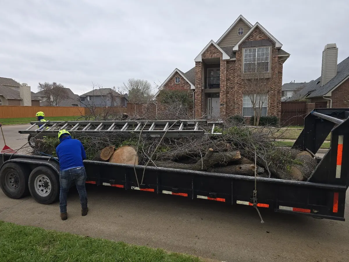 Expert Tree Pest Control with proper safety equipment in Robbins